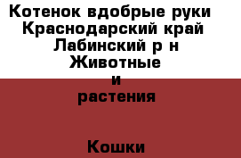 Котенок вдобрые руки - Краснодарский край, Лабинский р-н Животные и растения » Кошки   